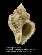 Coralliophila parva